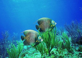 環(huán)境影響評(píng)價(jià)、排污許可證、應(yīng)急預(yù)案